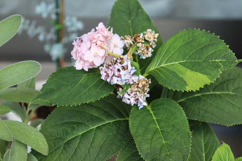 IMG_4201_copy_1500x1000