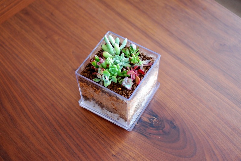 DSC_5920_copy_1504x1000