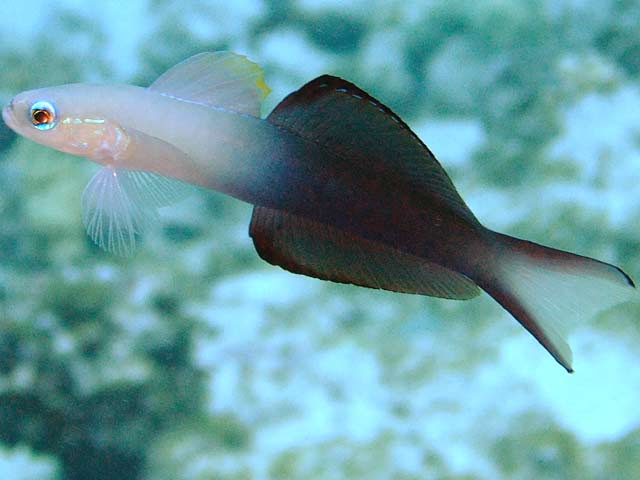 クロユリハゼ 海に潜ろう