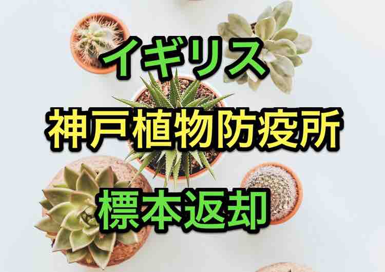 40代の発見 イギリスに植物標本を返送したい 神戸植物防疫所に確認したよ マサキさんがやってみたブログ 40代の発見 イギリスに植物標本を返送したい 神戸植物防疫所に確認したよ マサキさんがやってみたブログ