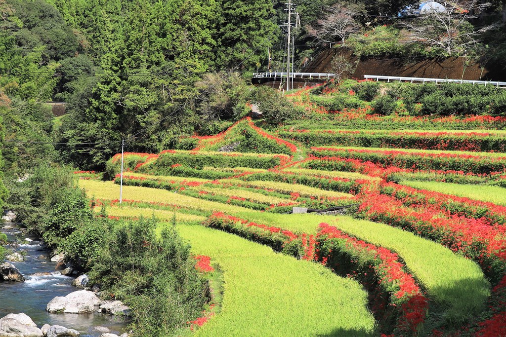 高知市土佐山中川地区に紅く彼岸花が咲く秋の日