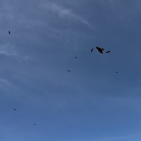 IMG_9683