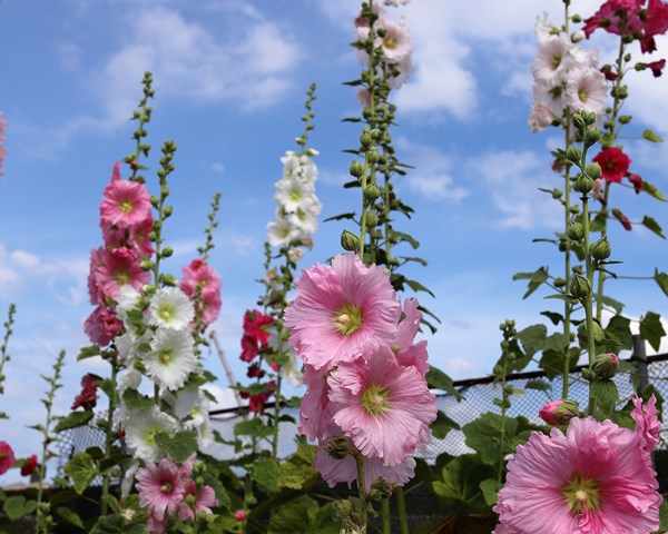 久万川の堤防にて 夏を告げる花タチアオイ 立葵 が咲きだした のんびりと高知で