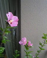 4b5c0876.jpg