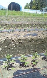 612031f5.jpg