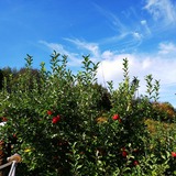 IMG_20181003_133318_363