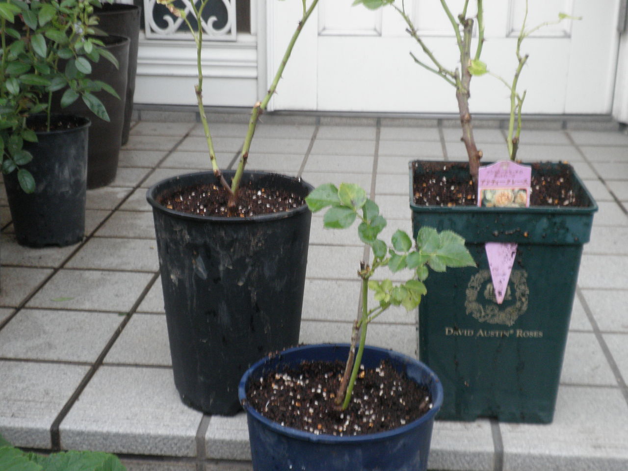 挿し木の鉢を買いセパレート化した 芸者という名のバラは 剪定鋏を握りしめ バラと宿根草