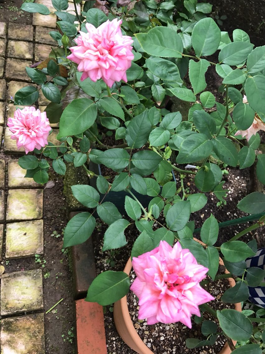 鉢で育てているバラの二番花 剪定鋏を握りしめ バラと宿根草