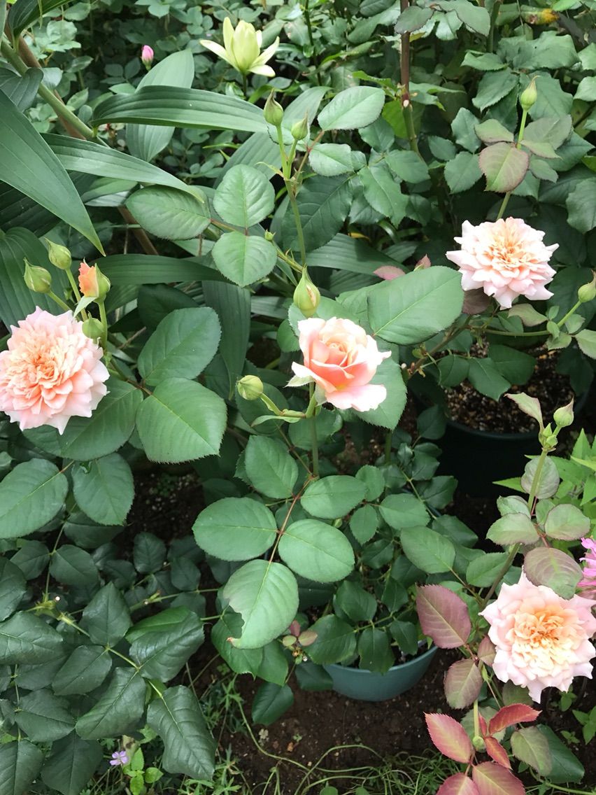 鉢で育てているバラの二番花 剪定鋏を握りしめ バラと宿根草