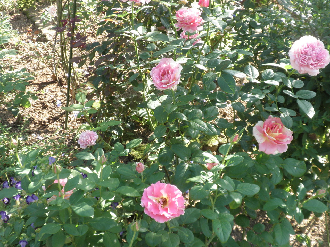 ストライプローズコーナーで仲良く クロードモネとミルキーパフェ 剪定鋏を握りしめ バラと宿根草