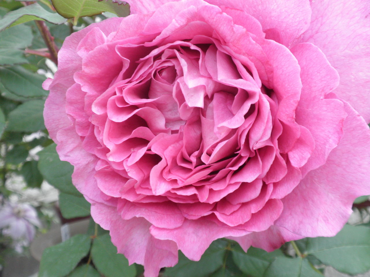 マゼンダカラーのバラ達 いつの間にか増えていた 剪定鋏を握りしめ バラと宿根草