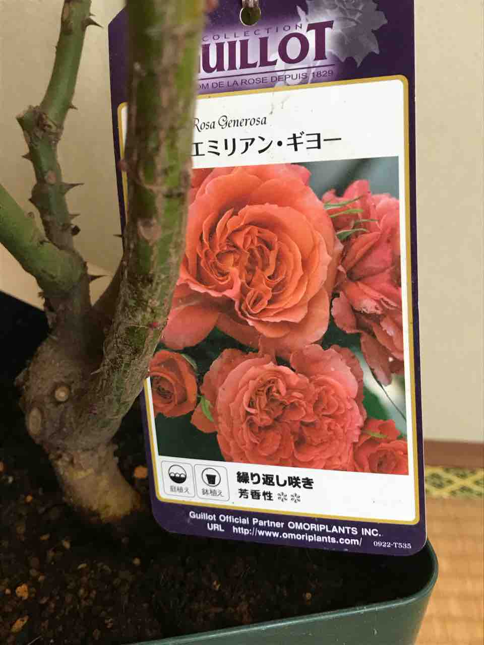 ライラとエミリアン ギヨー 剪定鋏を握りしめ バラと宿根草