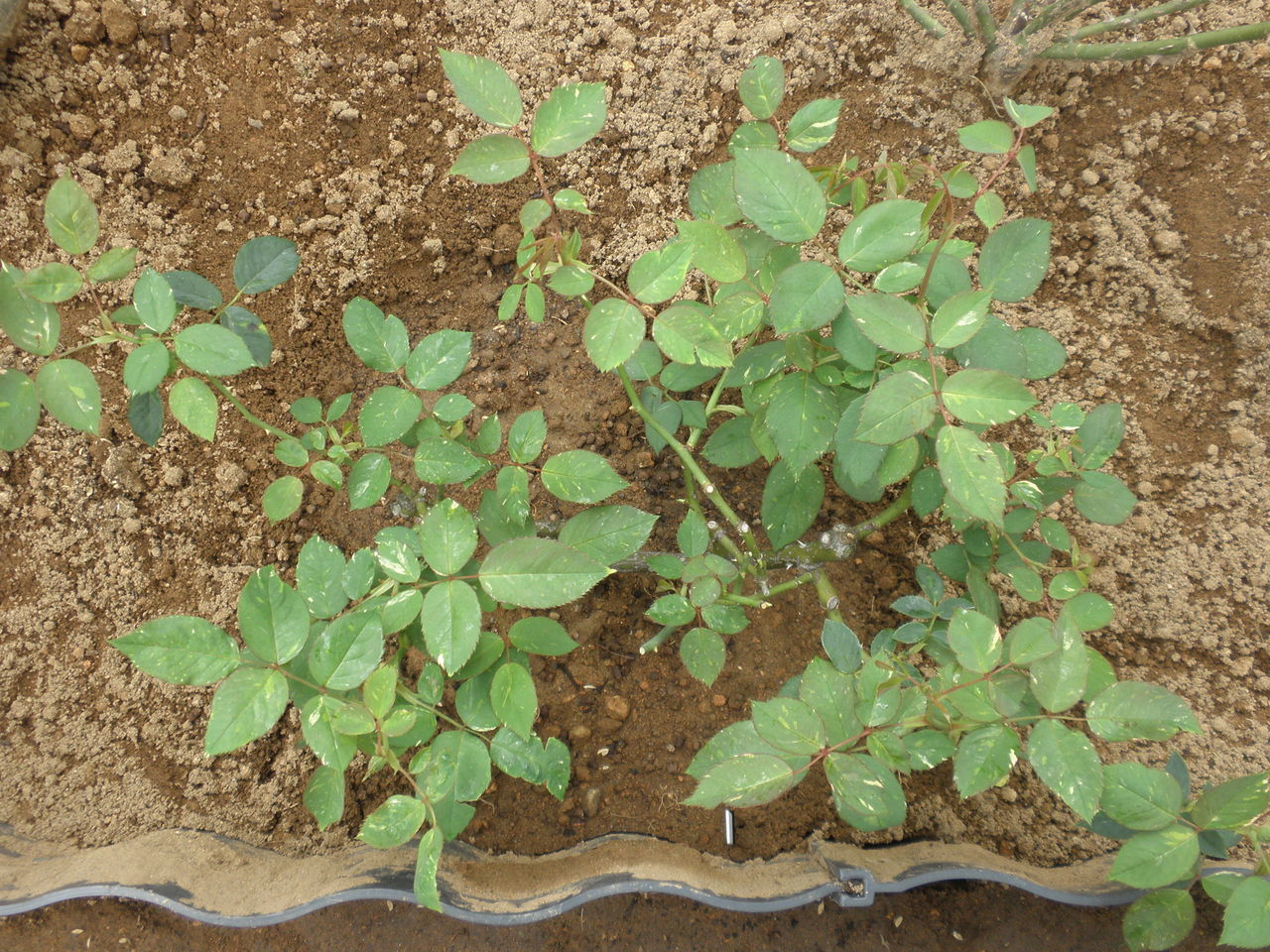 秋のバラ購入祭り その１ 処分品のヘルシューレン ベルベティトワイライト カミーユ ピサロ 剪定鋏を握りしめ バラと宿根草