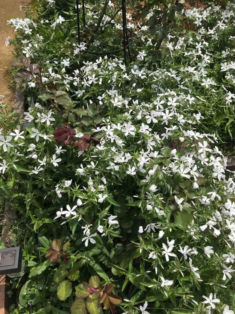 フレグラントフロックス クリーピングタイム地獄 山野草に日陰を 剪定鋏を握りしめ バラと宿根草