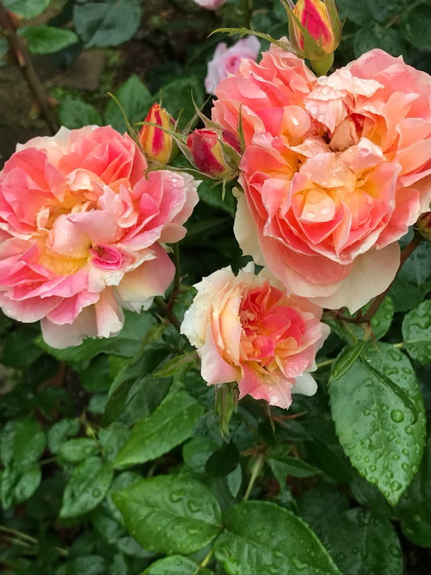 雨が最後のバラに潤いを 剪定鋏を握りしめ バラと宿根草