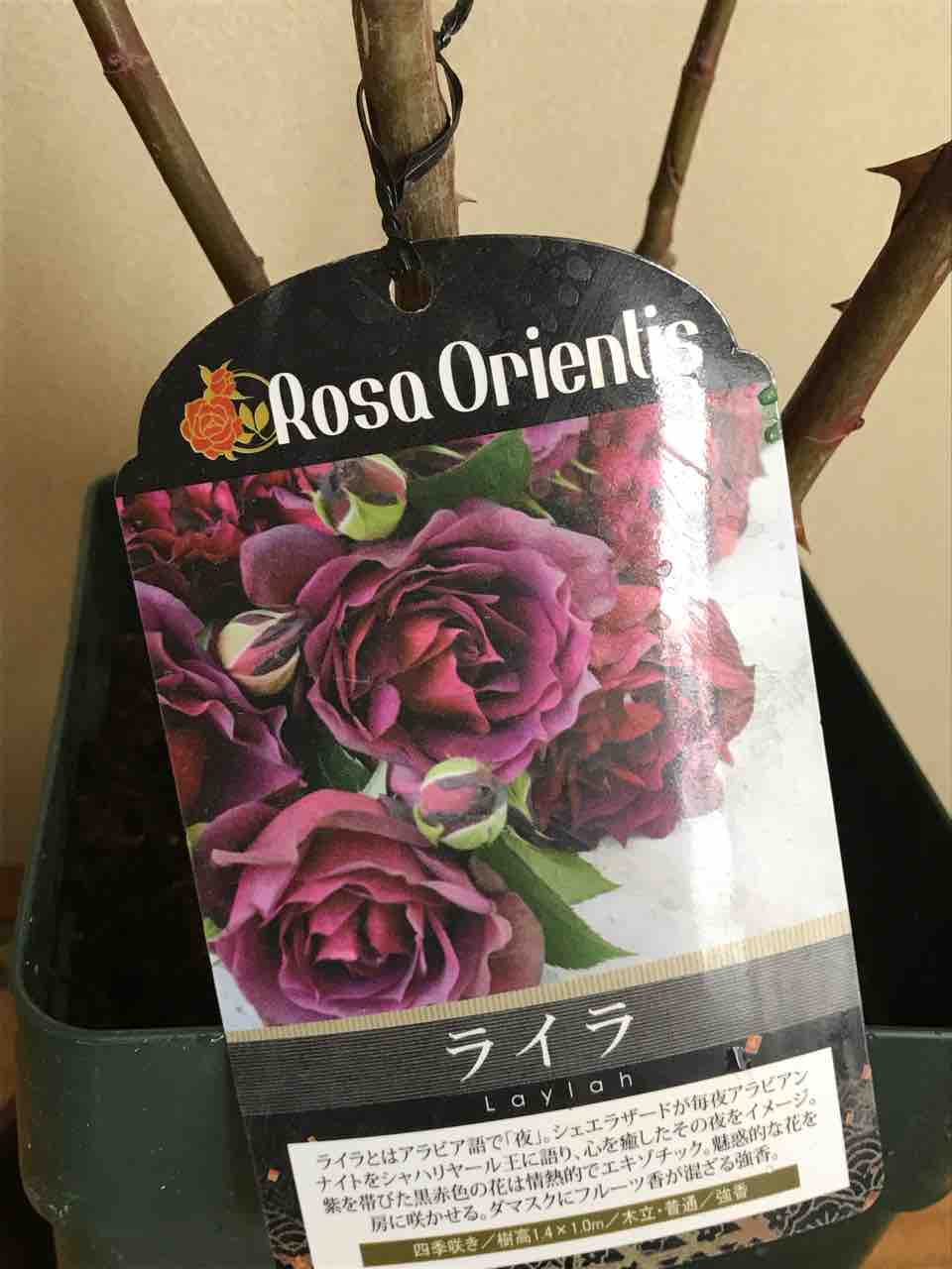ライラとエミリアン ギヨー 剪定鋏を握りしめ バラと宿根草 ライラとエミリアン ギヨー 剪定鋏を握りしめ バラと宿根草
