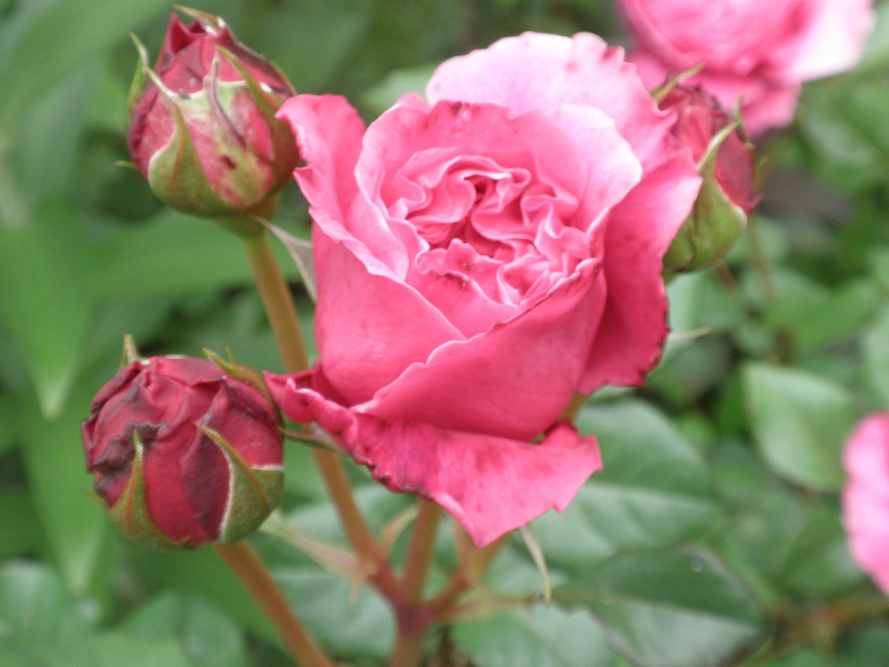 お初のチュチュ モーヴ 豪華なアブデル エイリアン 剪定鋏を握りしめ バラと宿根草