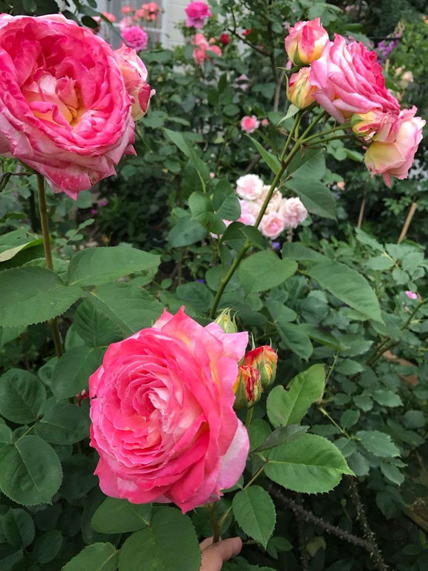 コラーユ ジュレはあのバラに似ている 剪定鋏を握りしめ バラと宿根草