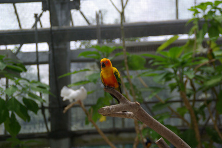 掛川花鳥園2