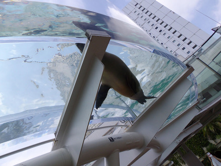 サンシャイン水族館テラス