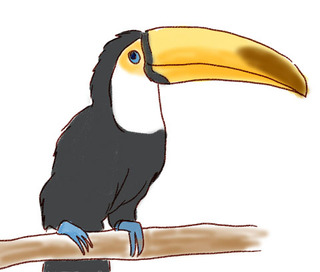 オオハシ イラスト