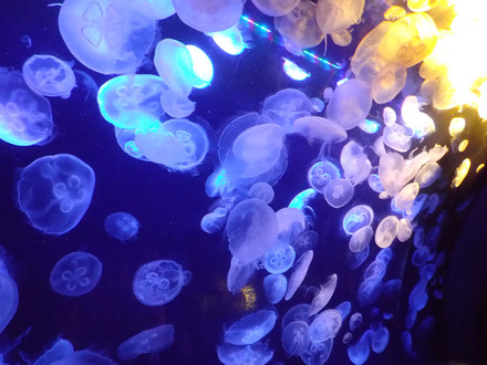 サンシャイン水族館−くらげ
