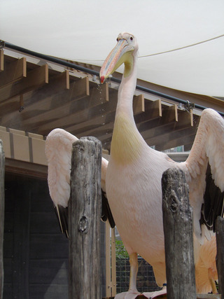 サンシャイン水族館−ペリカン