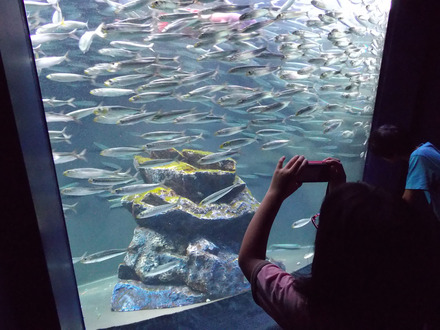 サンシャイン水族館−1