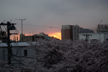 桜と夕焼け