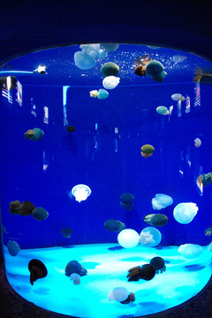 深海魚水族館