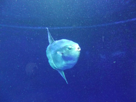 サンシャイン水族館−マンボウ