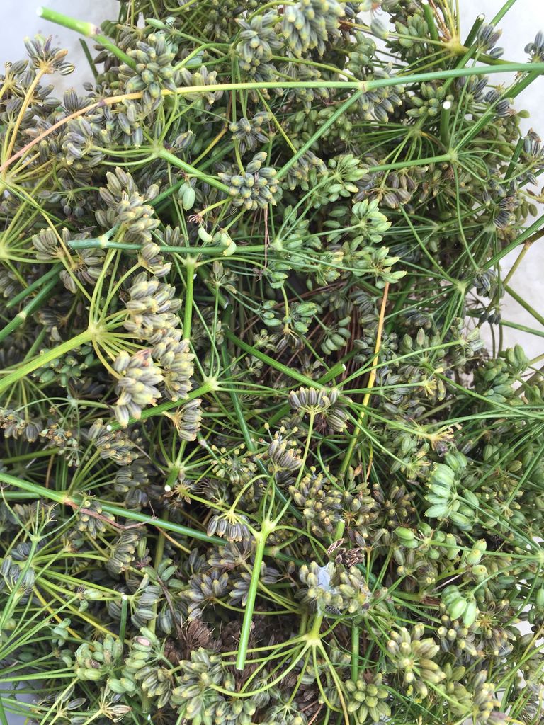 フェンネルシード収穫 ハーブと遊ぶ Marshagarden Atelierエルフ フェンネルシード収穫 ハーブと遊ぶ Marshagarden Atelierエルフ