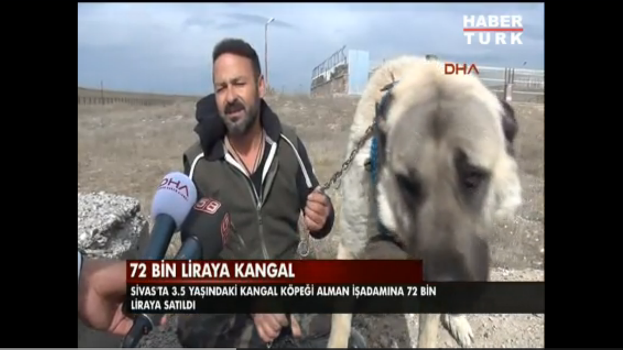 シバス カンガルー犬に史上最高価格 Sivas Kangal Kopege Rekor Fiyat トルコ旅行 映画 Turkiye Seyahat Ve Televizyon Diziler シバス カンガルー犬に史上最高価格 Sivas Kangal Kopege Rekor Fiyat トルコ旅行 映画 Turkiye Seyahat Ve Televizyon Diziler