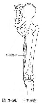 半腱様筋