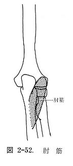 肘筋