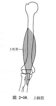 上腕筋