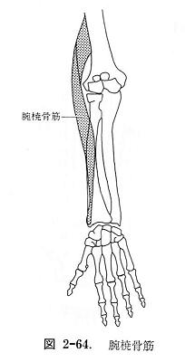 腕橈骨筋