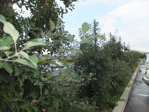 DSCF5854