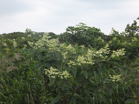 DSCF4263