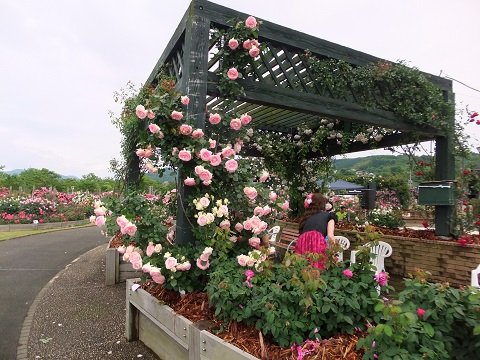 水俣ローズフェスタ 夢見る爺さん趣味の部屋