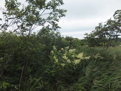 DSCF4265