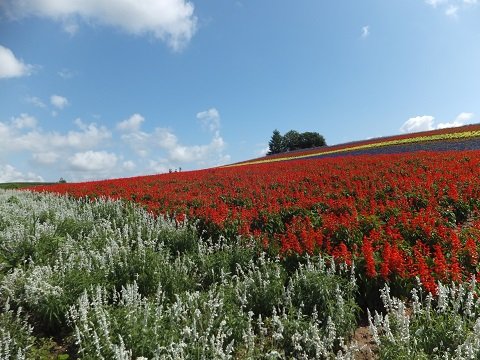 DSCF4918