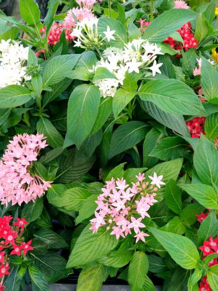 P_20170603_143708_vHDR_On_20170603144353