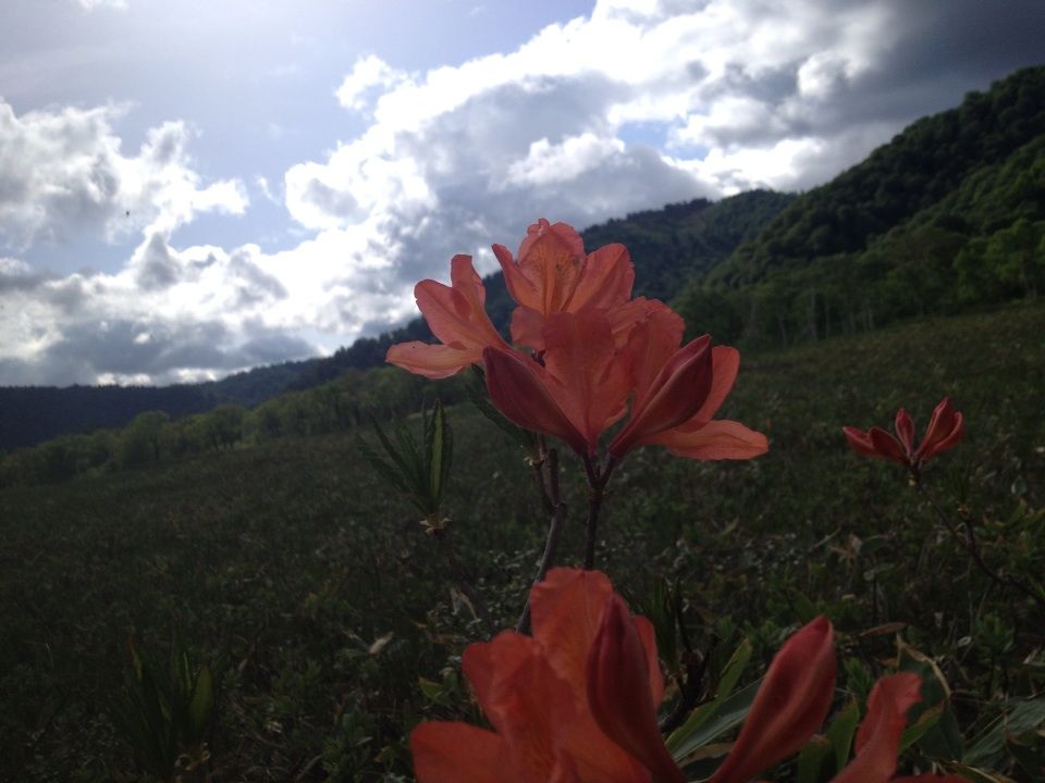 尾瀬6 Domaniメイツ合田雅美の花と体が資本です