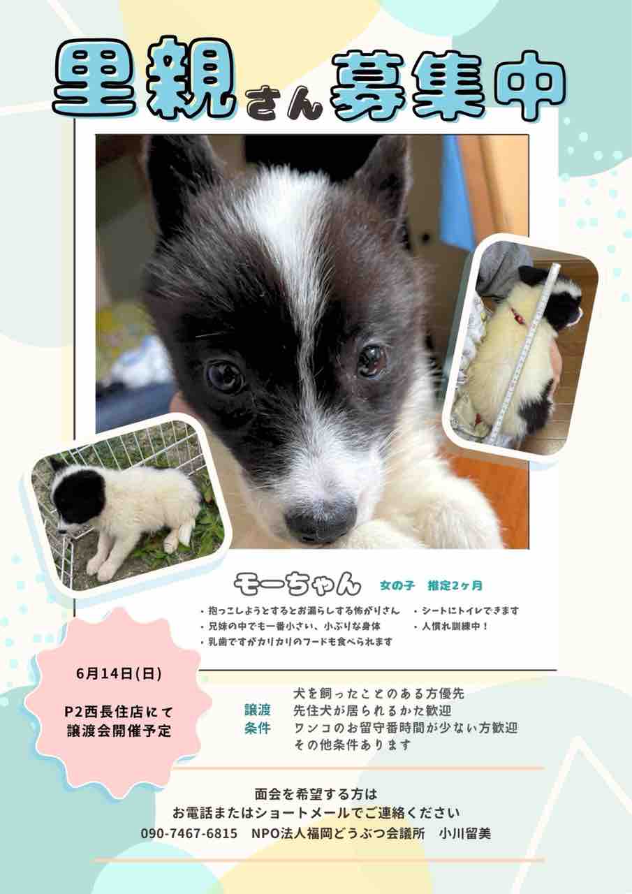 ハンドメイド ボタンの狼 里親 募集中 モーちゃん里親募集中！ : 那珂川市議会議員 松尾まさたか 活動ブログ