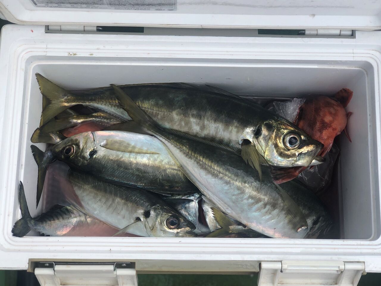 ２０２１年５月３日 月 走水港 政信丸のブログ