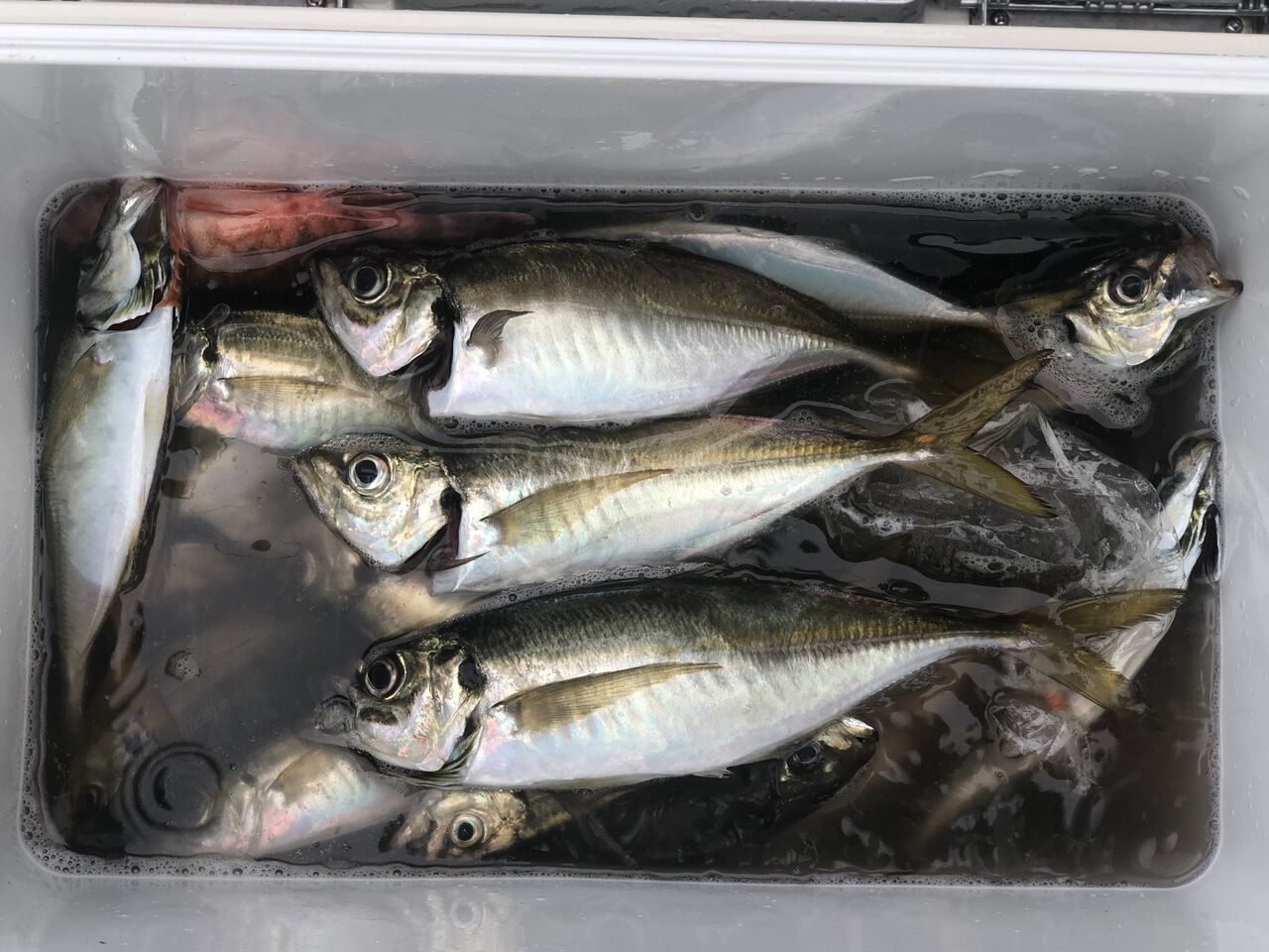 年6月28日 日 走水港 政信丸のブログ