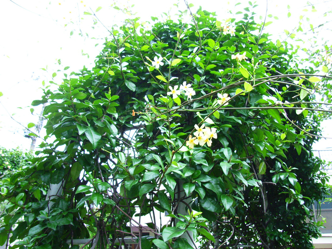 ツタ、カズラ : 酒中日記