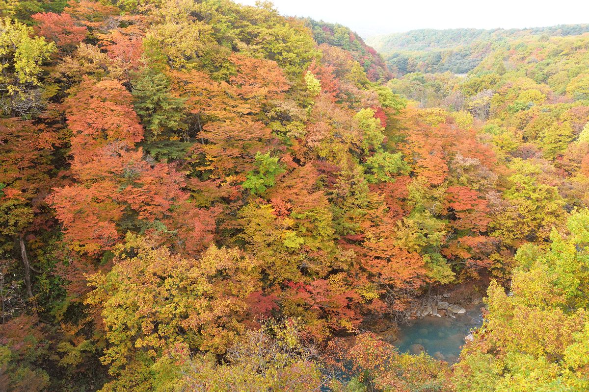 北東北 八幡平の紅葉 酒中日記