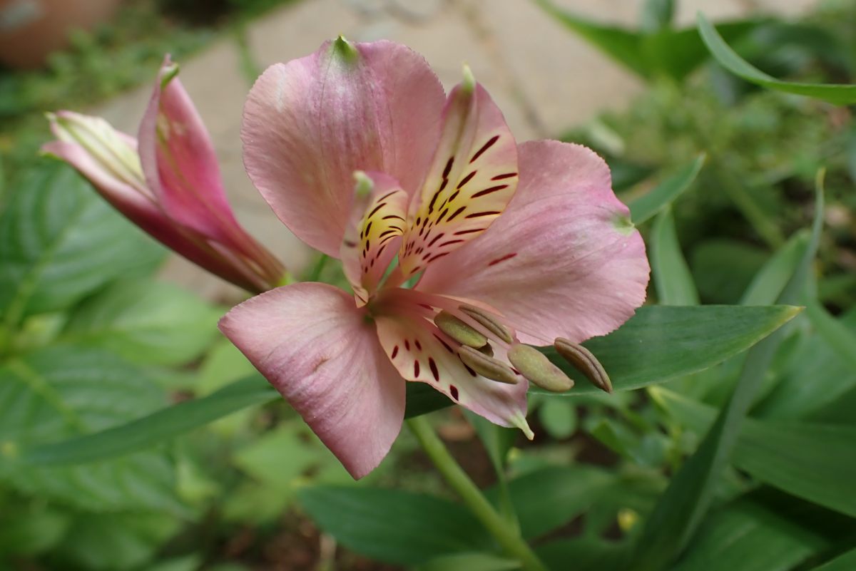 アストロメリア 酒中日記